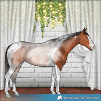 Horse Color:Bay Tobiano 