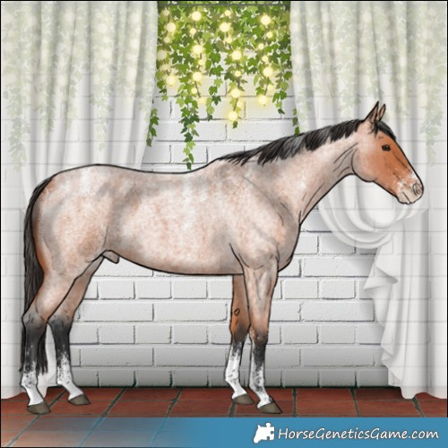 Horse Color:Powder White Bay Roan 