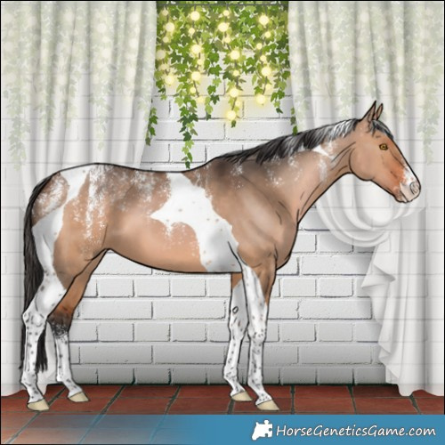 Horse Color:Powder White Bay Dun Tobiano 