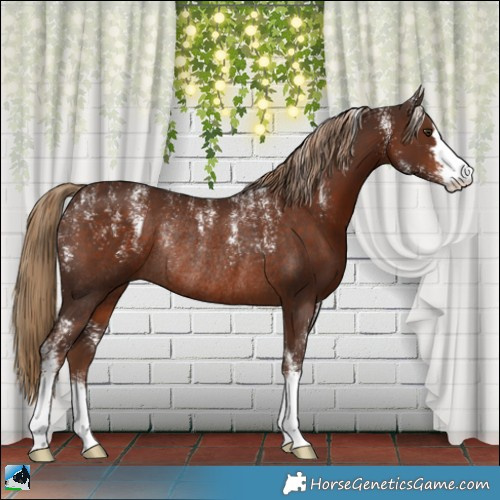 Horse Color:Powder White Liver Chestnut Rabicano 