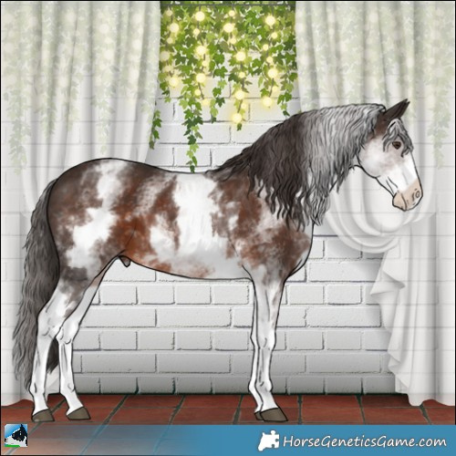 Horse Color:White Spotted Liver Chestnut 