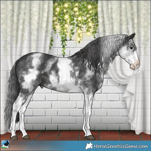 Horse Color:White Spotted Black 