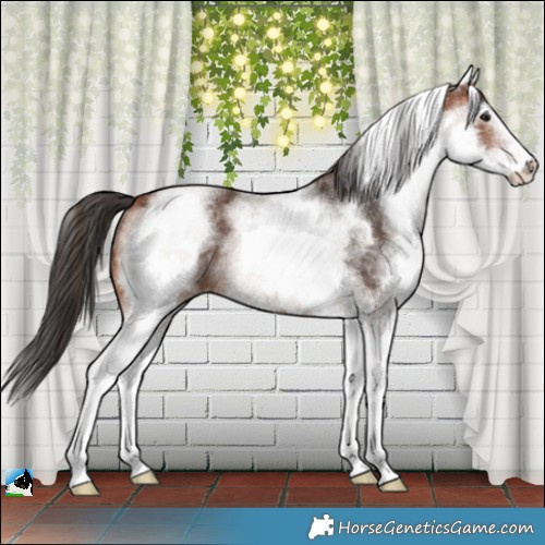 Horse Color:White Spotted Bay Rabicano 