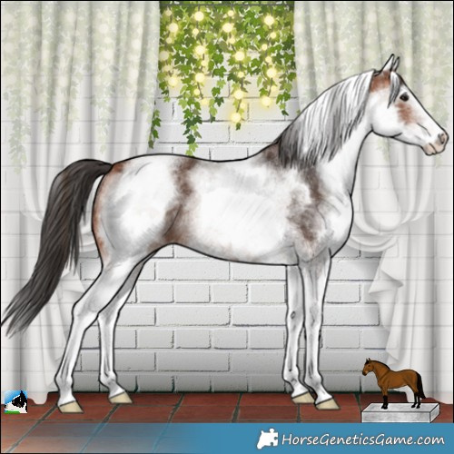 Horse Color:White Spotted Bay Rabicano 