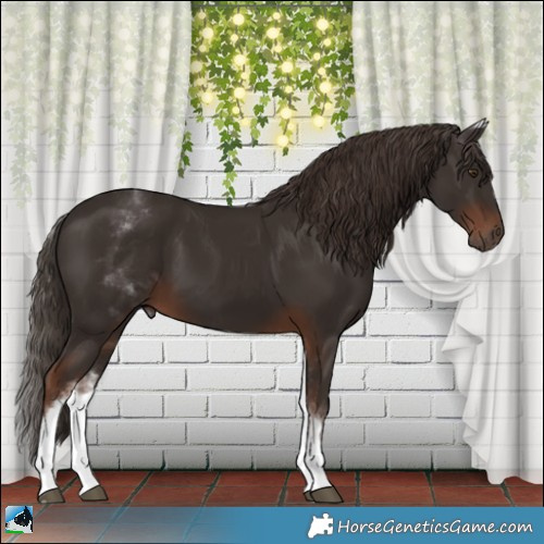 Horse Color:White Spotted Liver Chestnut Rabicano 