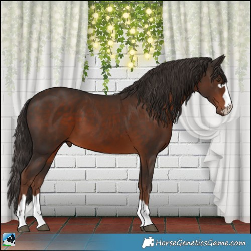 Horse Color:Liver Chestnut Rabicano 
