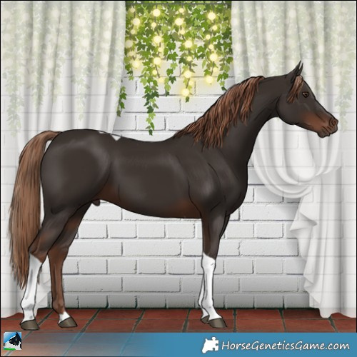 Horse Color:Liver Chestnut Tobiano 