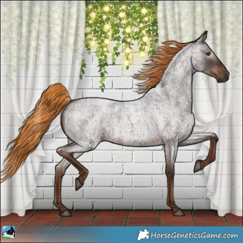 Horse Color:Gray Liver Red Roan