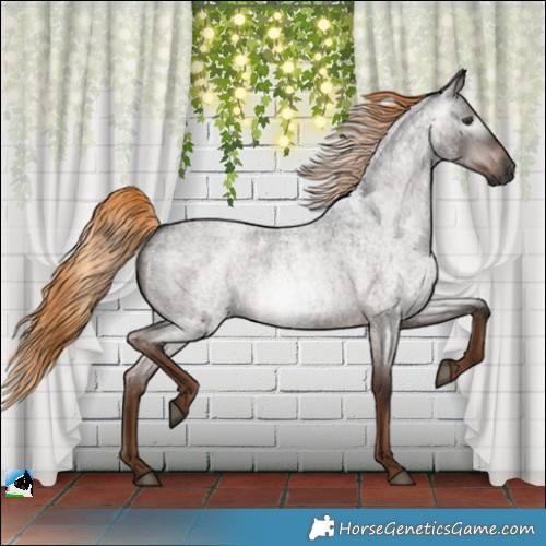 Horse Color:Gray Liver Red Roan 