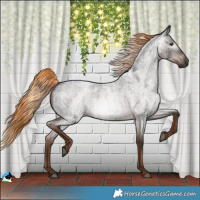 Horse Color:Gray Liver Red Roan 