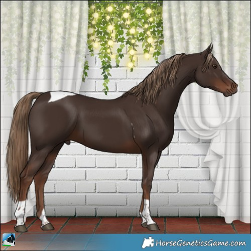 Horse Color:Liver Chestnut Tobiano 