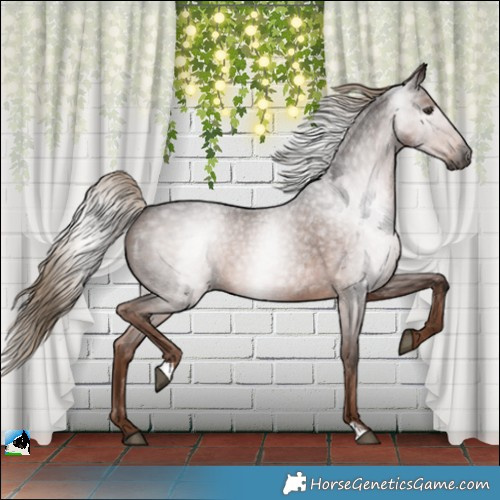 Horse Color:Gray Liver Red Roan