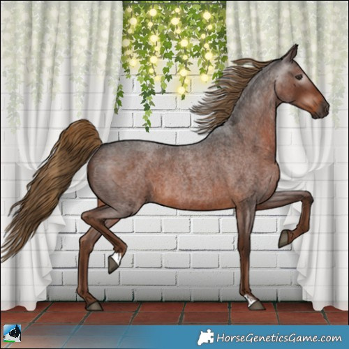 Horse Color:Gray Liver Red Roan