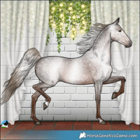 Horse Color:Gray Liver Red Roan 