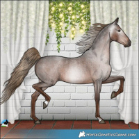 Horse Color:Gray Liver Red Roan 
