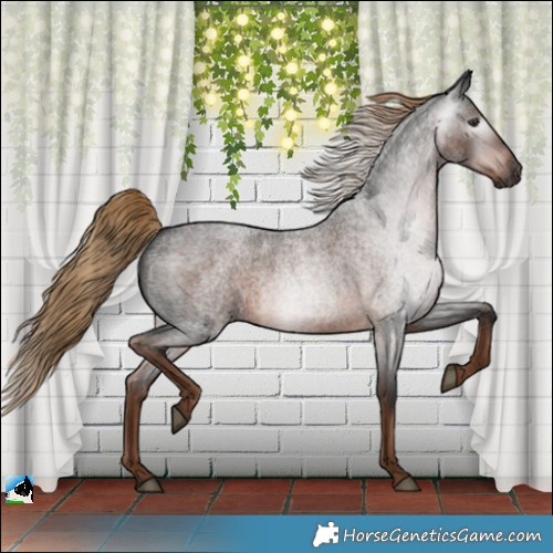 Horse Color:Gray Liver Red Roan 