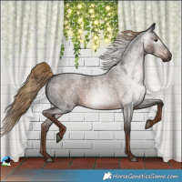 Horse Color:Gray Liver Red Roan 