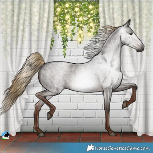 Horse Color:Gray Liver Red Roan