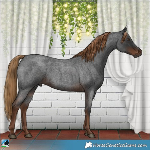 Horse Color:Gray Liver Red Roan 