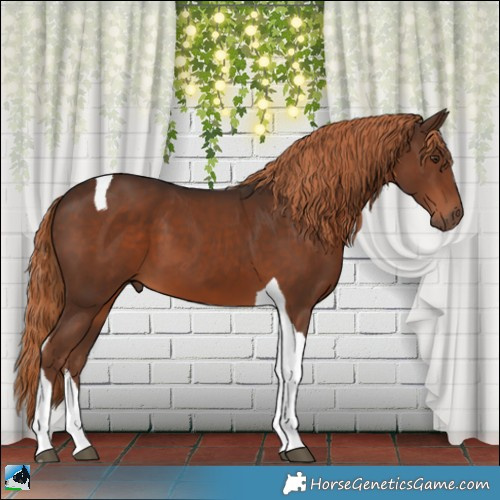 Horse Color:Liver Chestnut Tobiano 