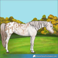 Horse Color:Red Dun Appaloosa  and Red Dun Appaloosa 