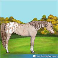Horse Color:Red Dun Appaloosa  and Red Dun Appaloosa 
