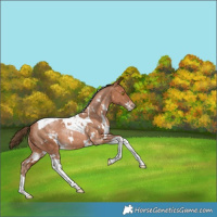 Horse Color:White Spotted Bay Pearl Tobiano Appaloosa Rabicano 