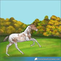 Horse Color:White Spotted Bay Pearl Tobiano Appaloosa Rabicano 
