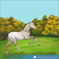 Horse Color:White Spotted Bay Pearl Dun Tobiano Appaloosa Rabicano 