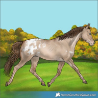 Horse Color:White Spotted Liver Red Dun Snowdrop Blanket Rabicano 