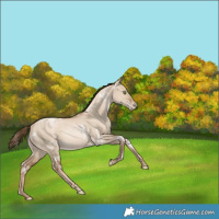 Horse Color:White Spotted Liver Red Dun Snowdrop Varnish Rabicano 