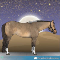 Horse Color:Buckskin Dun Tobiano 