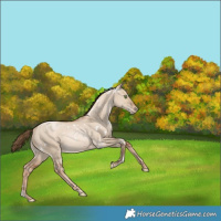 Horse Color:White Spotted Liver Red Dun Snowdrop Varnish Rabicano 
