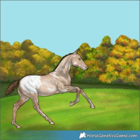 Horse Color:White Spotted Liver Red Dun Snowdrop Snowcap Rabicano 
