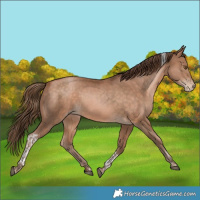 Horse Color:Bay Pearl Tobiano Rabicano