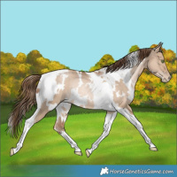 Horse Color:White Spotted Liver Red Dun Pearl Tobiano Rabicano 