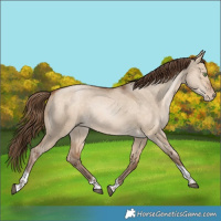 Horse Color:Bay Pearl Dun Tobiano Rabicano