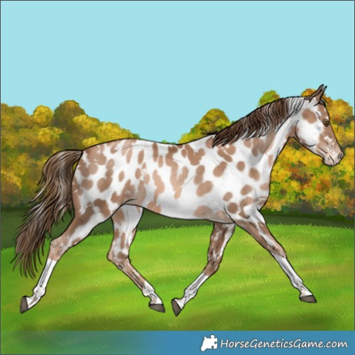 Horse Color:White Spotted Liver Chestnut Pearl Tobiano Appaloosa Rabicano 