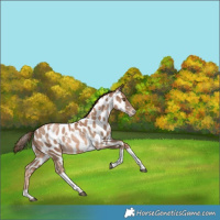 Horse Color:White Spotted Liver Chestnut Pearl Tobiano Appaloosa Rabicano