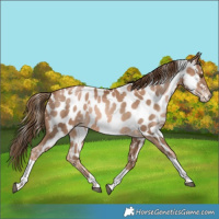 Horse Color:White Spotted Liver Chestnut Snowdrop Tobiano Near Leopard Rabicano 