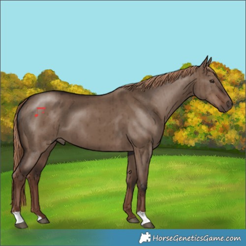 Horse Color:Liver Red Dun Brindle 