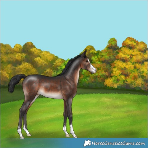 Horse Color:Brown Mushroom 