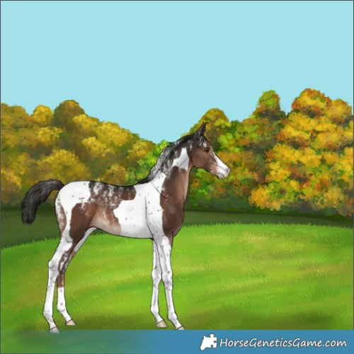 Horse Color:Powder White Liver Chestnut Tobiano 