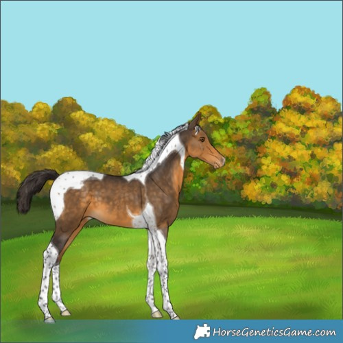 Horse Color:Buckskin Tobiano Varnish 