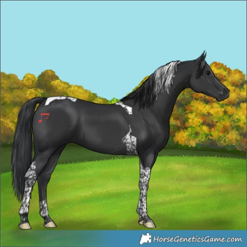 Horse Color:Black Tobiano 