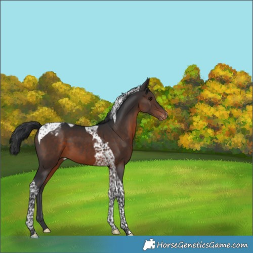 Horse Color:Brown Tobiano Varnish 
