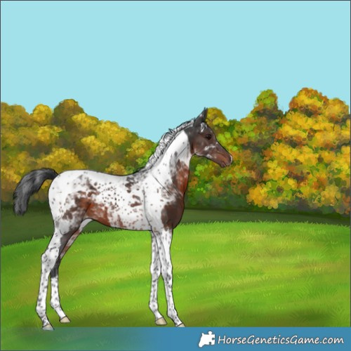 Horse Color:Brown Tobiano 