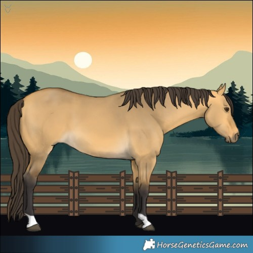 Horse Color:Buckskin Dun 