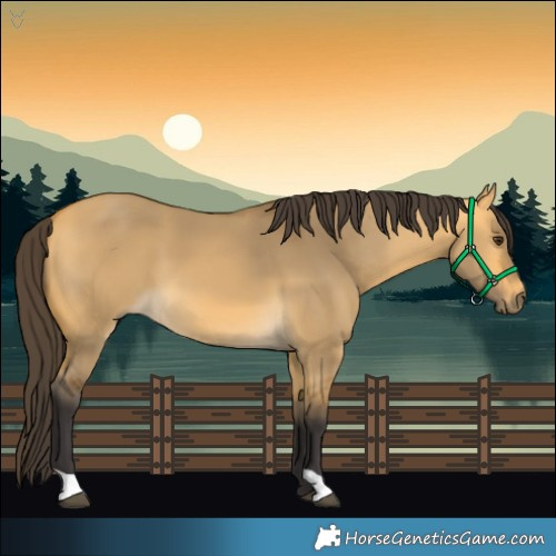 Horse Color:Buckskin Dun 