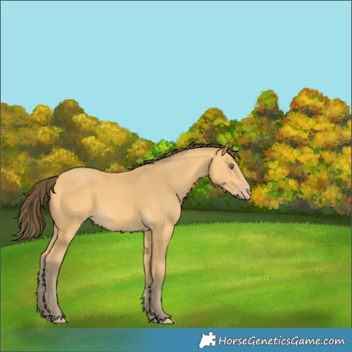 Horse Color:Amber Cream Champagne 